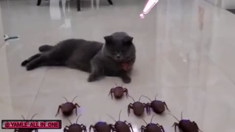 "Funny clips of cats and dogs"