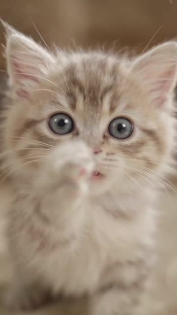 Cute Kitten