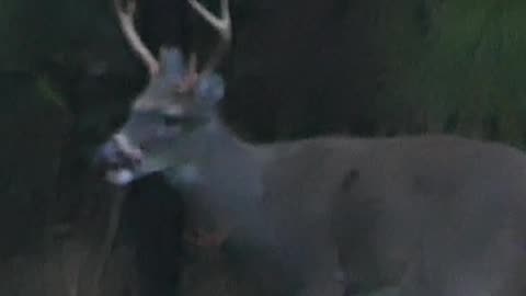 Young Buck Enjoying The Food Plot!