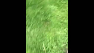 Daddy Goat 24/7 - Out Of Context Memes & Videos