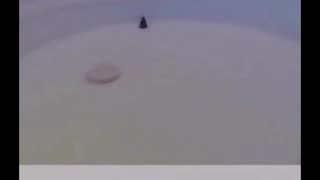 Daddy Goat 24/7 - Out Of Context Memes & Videos