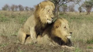 Daddy Goat 24/7 - Out Of Context Memes & Videos