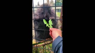 Daddy Goat 24/7 - Out Of Context Memes & Videos