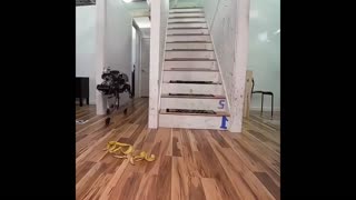 Daddy Goat 24/7 - Out Of Context Memes & Videos