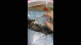 Daddy Goat 24/7 - Out Of Context Memes & Videos