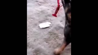 Daddy Goat 24/7 - Out Of Context Memes & Videos