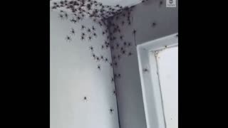 Daddy Goat 24/7 - Out Of Context Memes & Videos