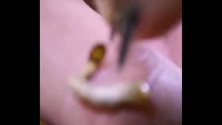 Daddy Goat 24/7 - Out Of Context Memes & Videos