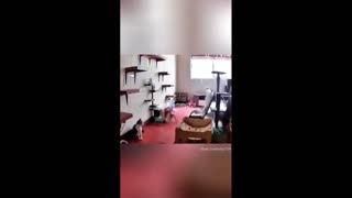 Daddy Goat 24/7 - Out Of Context Memes & Videos