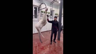 Daddy Goat 24/7 - Out Of Context Memes & Videos