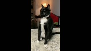 Daddy Goat 24/7 - Out Of Context Memes & Videos