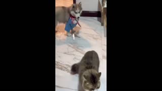 Daddy Goat 24/7 - Out Of Context Memes & Videos