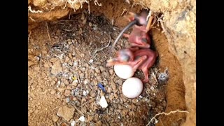 Daddy Goat 24/7 - Out Of Context Memes & Videos