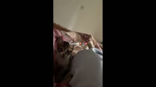 Daddy Goat 24/7 - Out Of Context Memes & Videos