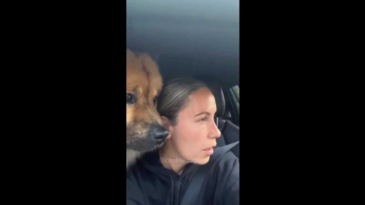 Daddy Goat 24/7 - Out Of Context Memes & Videos