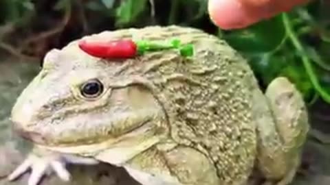 Surprise Frog Funny Jump | Animal Funny Videos