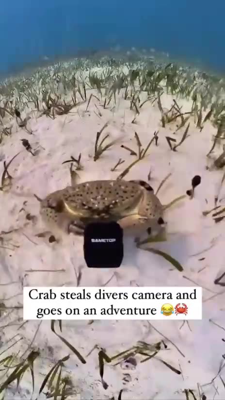 Welcome to my neighborhood punk