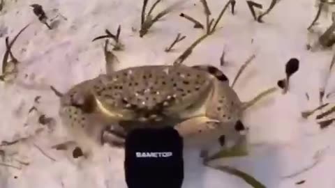 Welcome to my neighborhood punk