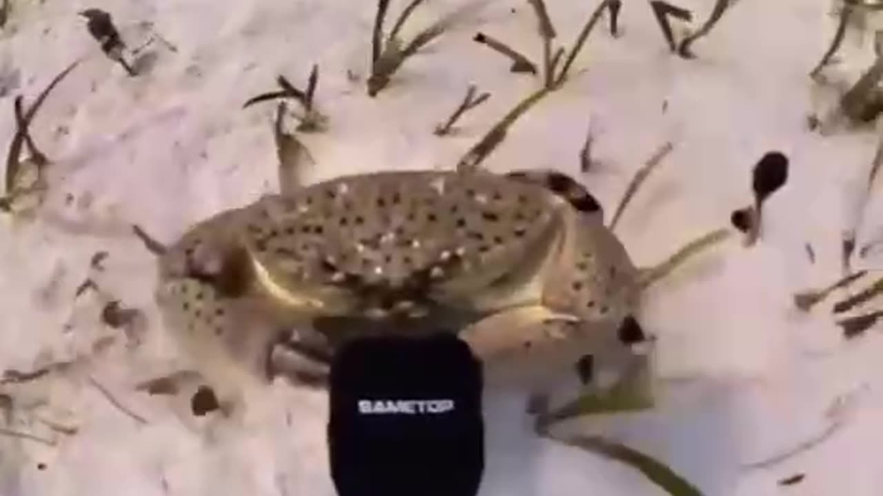 Welcome to my neighborhood punk