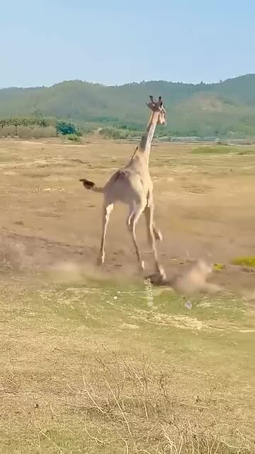 Animal`s wonderful moments 😱