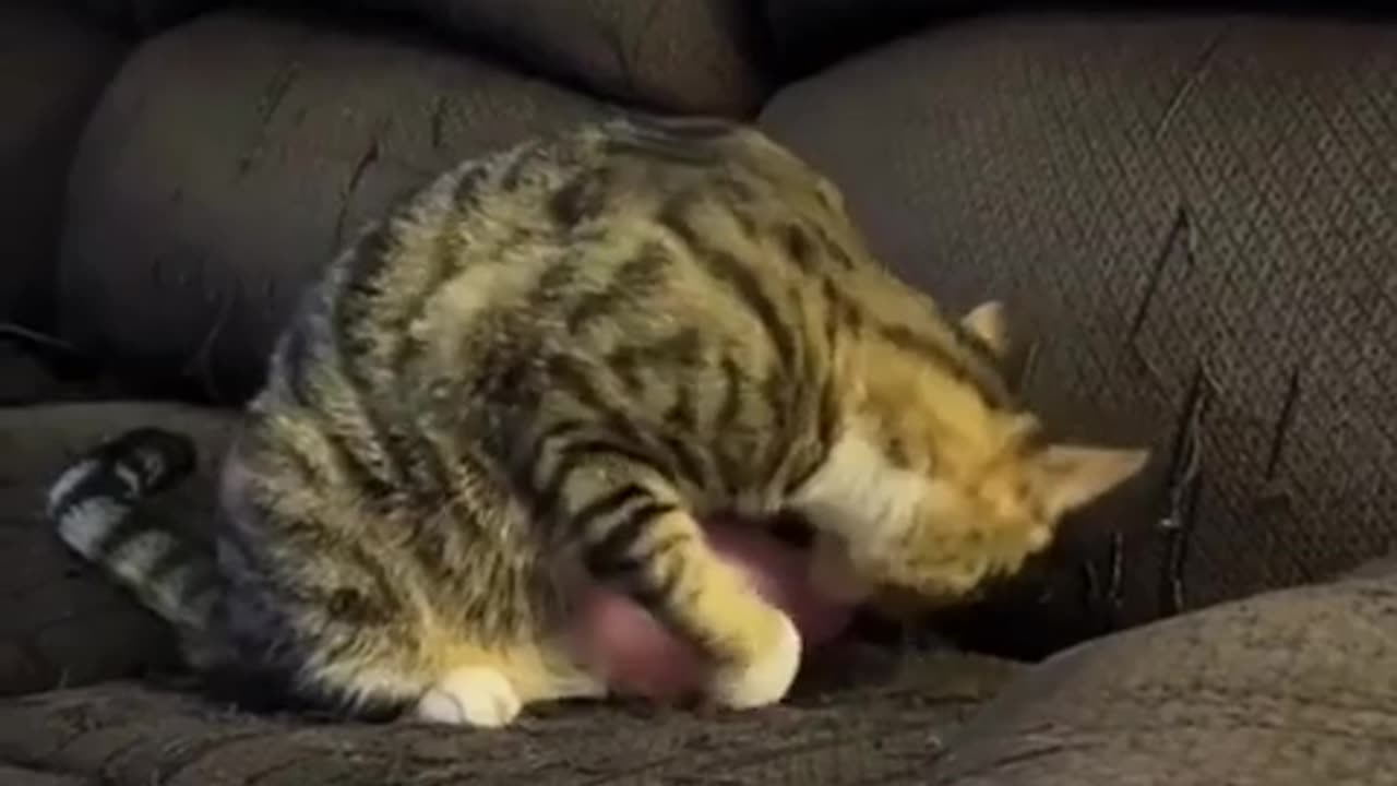 🤣🎈 Wait For The Hilarious Cat vs Balloon Battle! | FunFM