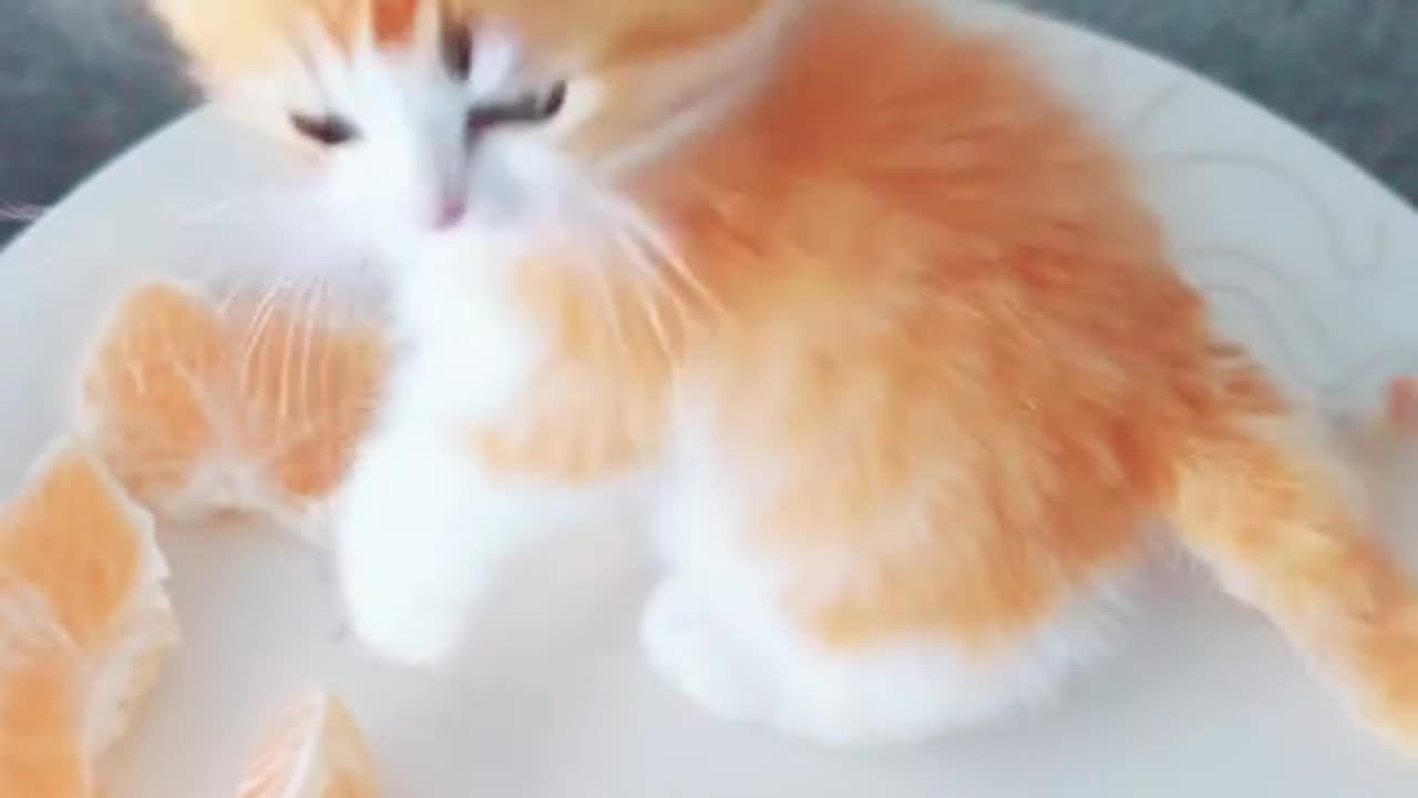 Cute Cat's Comedy//Cat's Magic Show//Live Camera//Cute kittens//HD