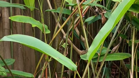 17.10.2025 Out of Control Kuranda