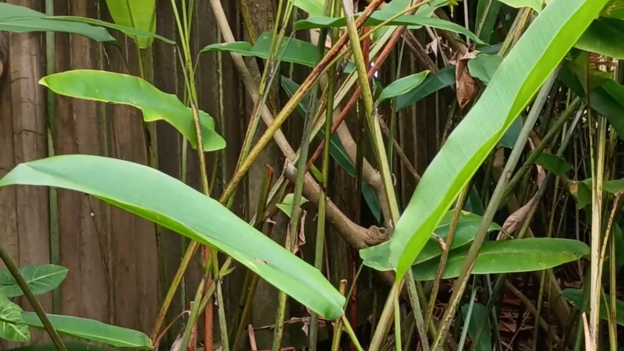 17.10.2025 Out of Control Kuranda