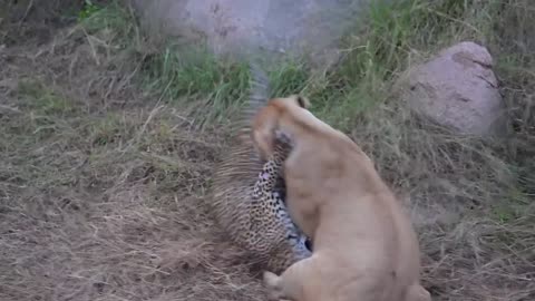 LEOPARD FIGHTS LIONESS to defend her cubs