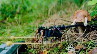 A mushroom producing music through its bioelectric signals
