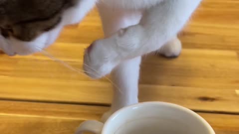 She has to have her coffee every morning now!