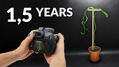 Dragon Fruit Cactus Time-Lapse | 1.5 Years in 3 minutes
