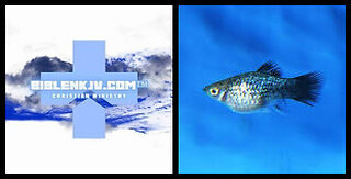 BIBLENKJV.COM™ 🛐 THE BUBBLY FISHCAM #FISHCAM