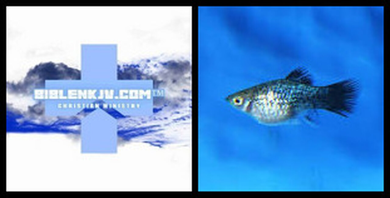 BIBLENKJV.COM™ 🛐 THE BUBBLY FISHCAM #FISHCAM
