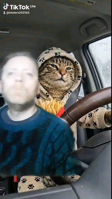 Cats of Rumble Shorts