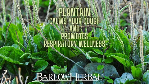 The Health Benefits of Plantago