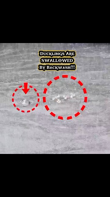 Ducklings Are SWALLOWED By Backwash | Duck Family 🐥😱