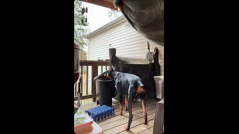 Doberman Gets Busted in the Trash… Immediate Innocent Mode 🗑️🐾😂