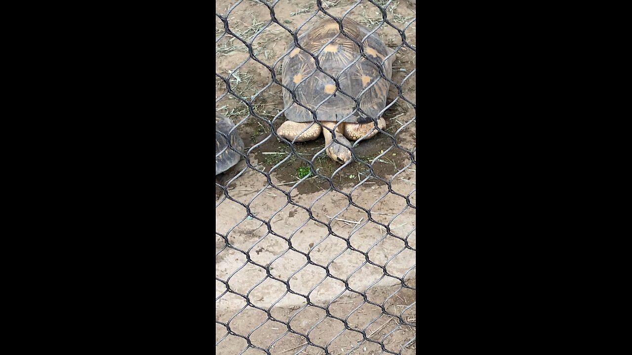 Radiated Tortoise 🐢 #shorts #radiatedtortoise #followme #trending #viral #tortoise