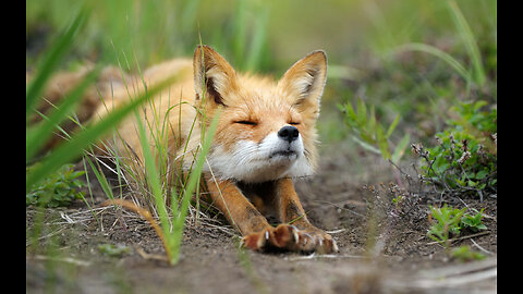 Крадци в Българският парламент