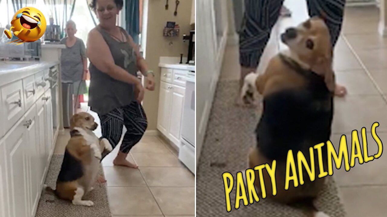 Most funny dog dancing videos | funny Animals Video | Cute Dog Video