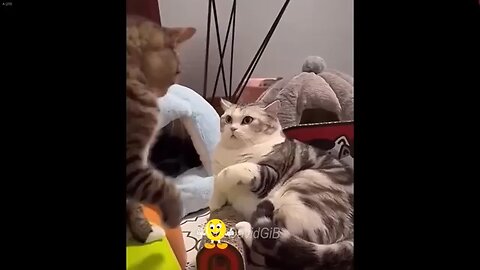 Funny cute animal cat and dog
