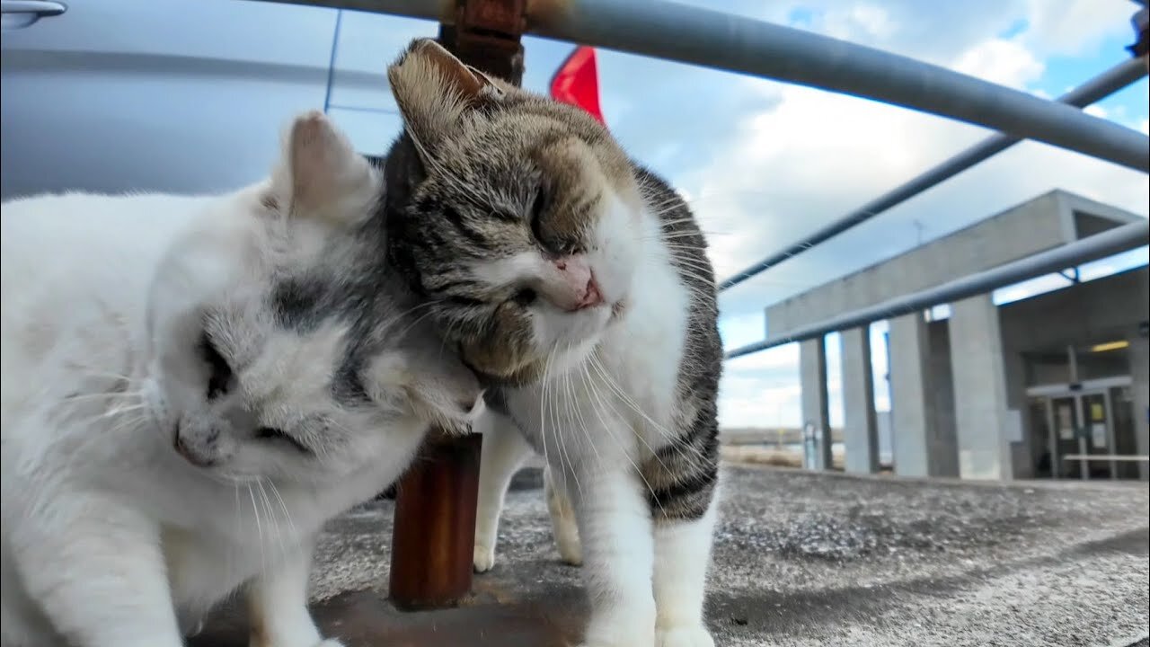 A friendly Λ cat and a brown and white cat who doesn't want people to touch her