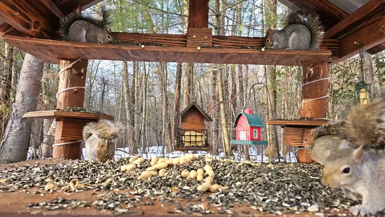 Funny Gray Squirrels