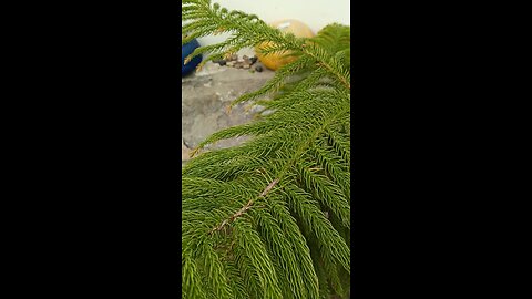 Benefits of green christmas tree plant # Beauty of the world