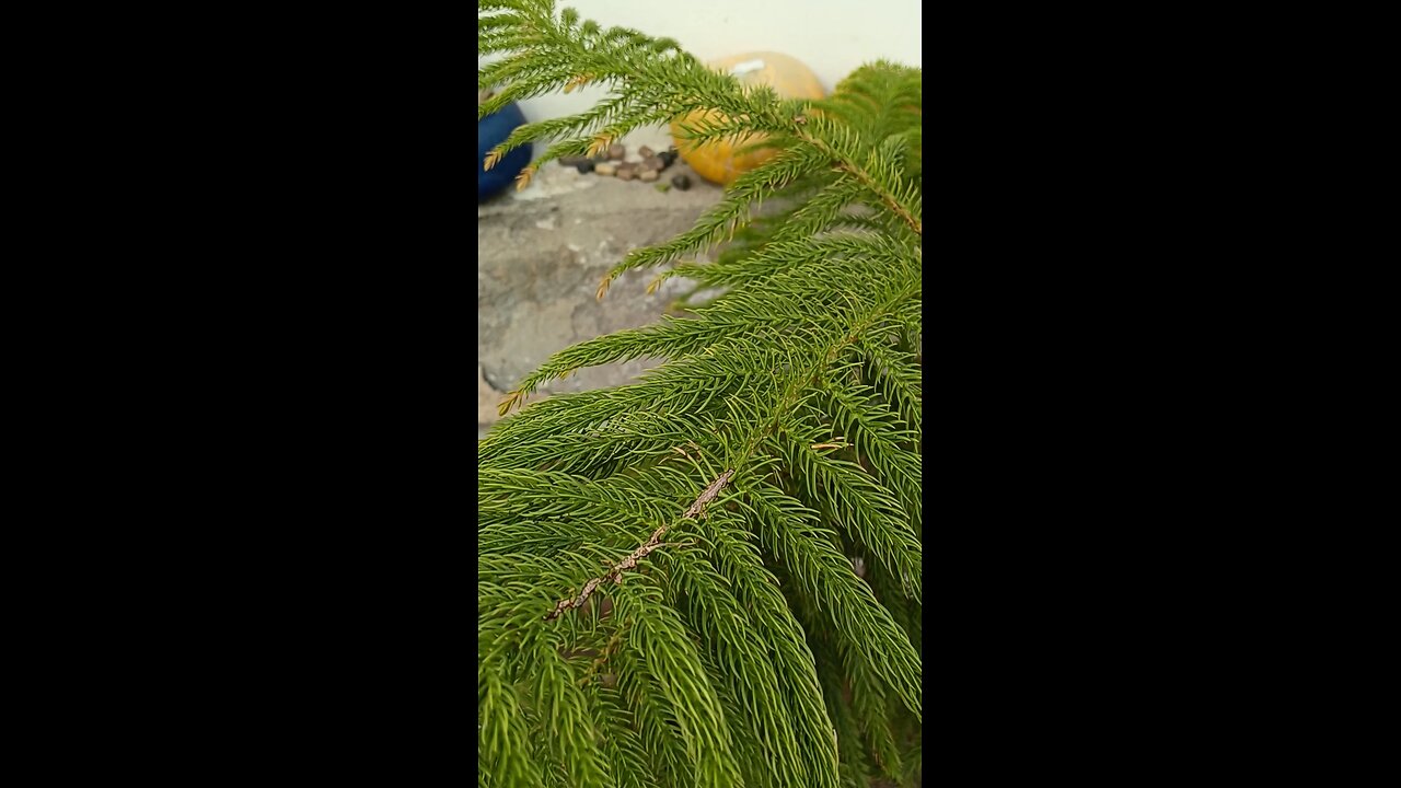 Benefits of green christmas tree plant # Beauty of the world