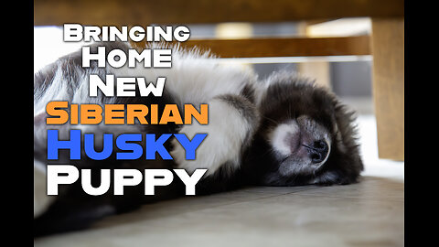 Surprising Our Husky Dog with an 8 Week Old Siberian Husky Puppy! Rare Agouti Wooly Husky Coat