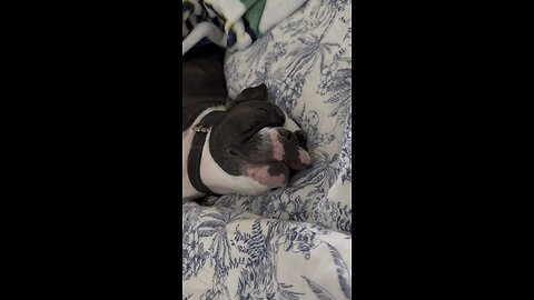 Hercules Sleeps Like The Dead lol! | 4K