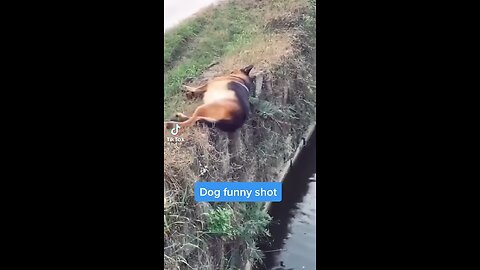 Epic Dog Fails