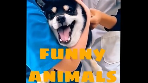 Funny animals